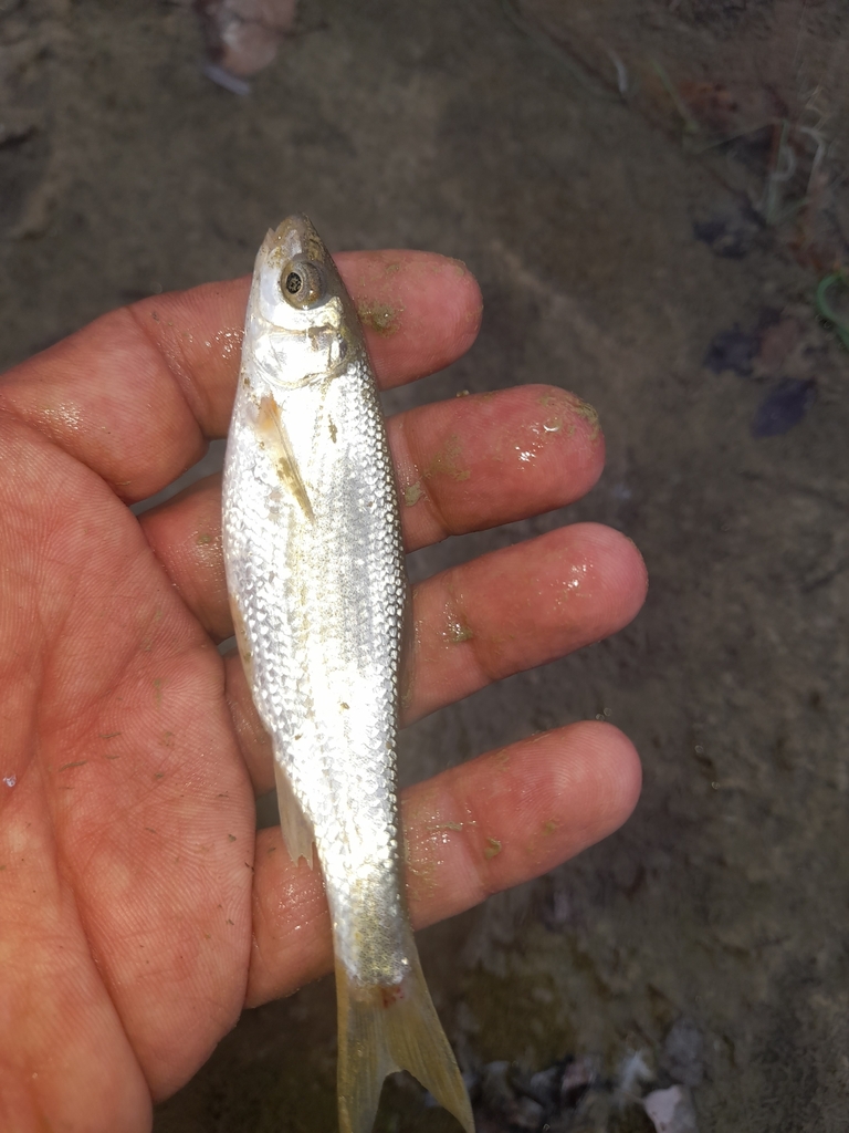 South European nase (Protochondrostoma genei) — Cyprinidae