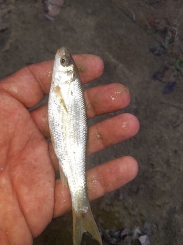 South European nase (Protochondrostoma genei) — Cyprinidae