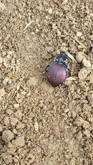 Scaphinotus elevatus