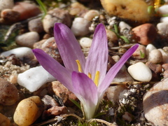 Colchicum filifolium