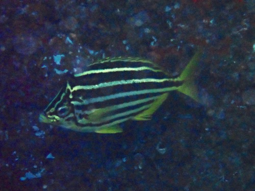 Atypichthys latus