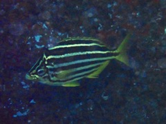 Atypichthys latus