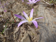 Colchicum filifolium