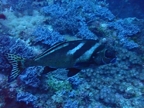 Morwong ephippium