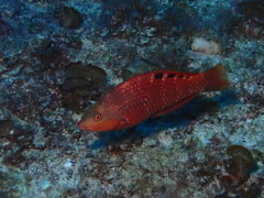 Pseudolabrus luculentus