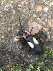 Discodon neoteutonum