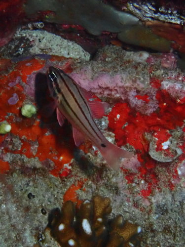Ostorhinchus doederleini