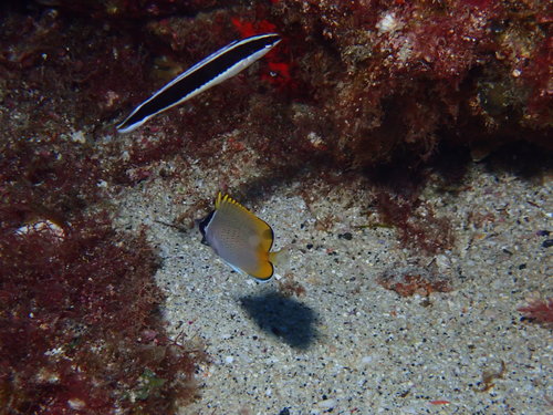 Chaetodon guentheri