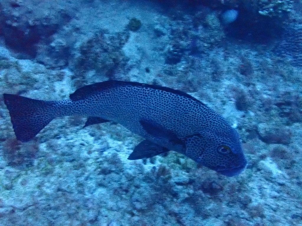 Spotted Sweetlips