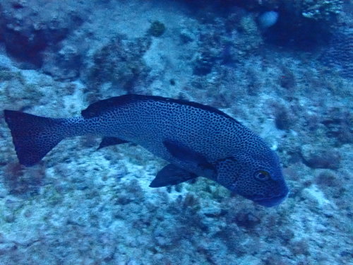 アジアコショウダイの写真