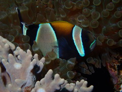 Amphiprion latezonatus