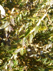 Agathosma latipetala