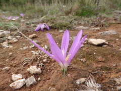 Colchicum filifolium