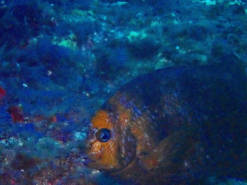 Parma polylepis