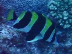 Amphichaetodon howensis