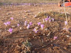Colchicum filifolium