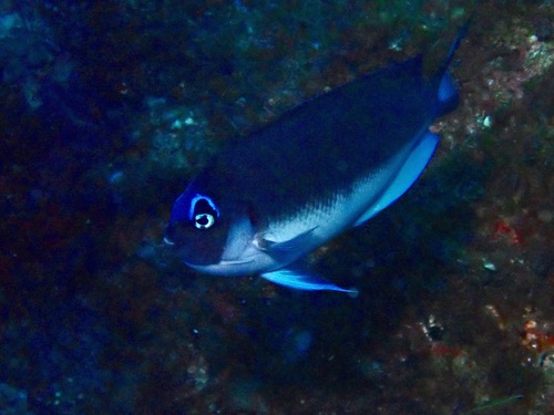 Genicanthus semicinctus