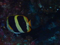 Chaetodon tricinctus