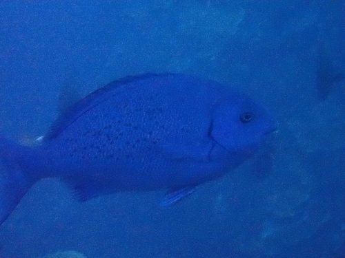 Girella cyanea