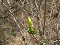 Tabernaemontana tomentosa
