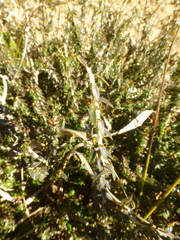 Agathosma latipetala