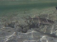 Negaprion brevirostris