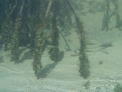 Atherinomorus stipes