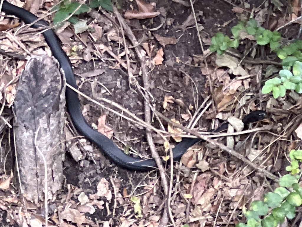 North American Racer from Halifax Rd, Wilmington, NC, US on October 17