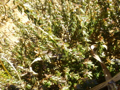 Agathosma latipetala