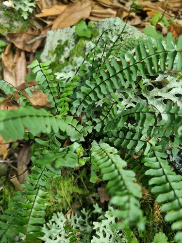 Asplenium monanthes