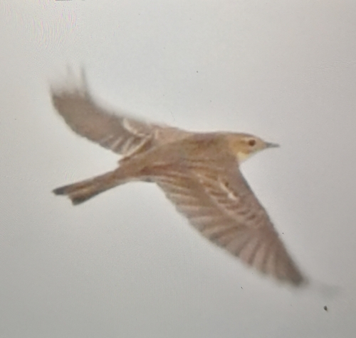 Blyth's Pipit, 29242 Ouessant, Frankreich, photo 10 of 10