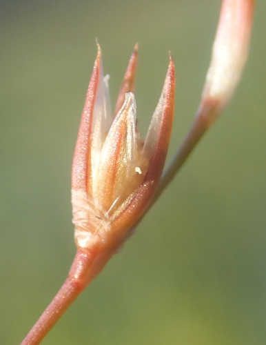 Image of Juncus ranarius by (c) Thomas Gyselinck, some rights reserved (CC BY)