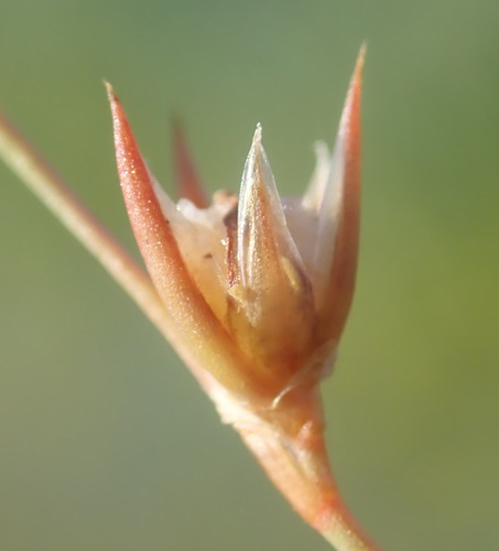 Image of Juncus ranarius by (c) Thomas Gyselinck, some rights reserved (CC BY)