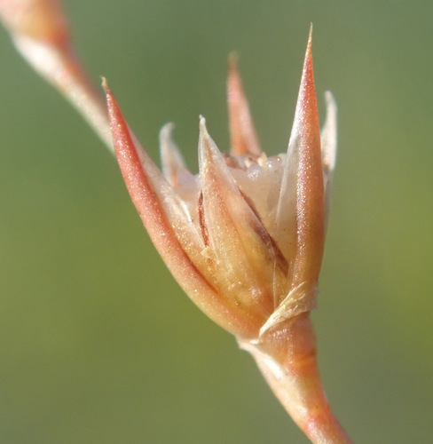 Image of Juncus ranarius by (c) Thomas Gyselinck, some rights reserved (CC BY)