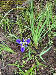 Iris brevicaulis