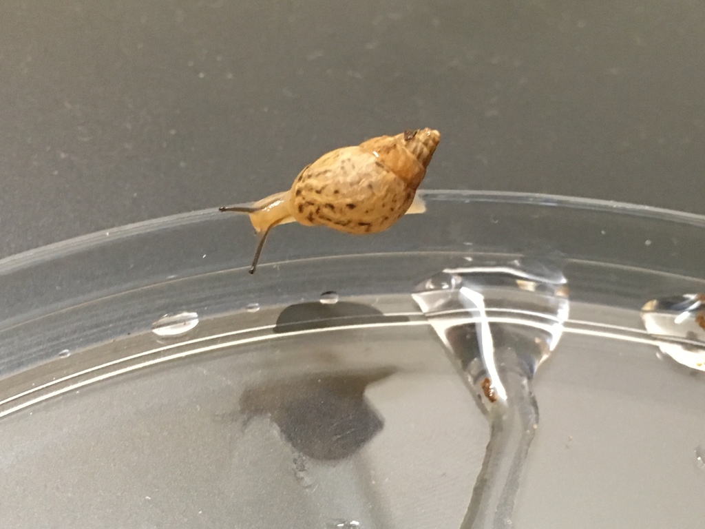 Bulimulus tenuissimus