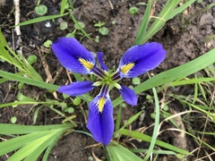 Iris brevicaulis