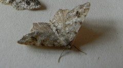 Macaria signaria