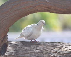 Streptopelia decaocto