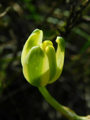 Albuca somersetianum