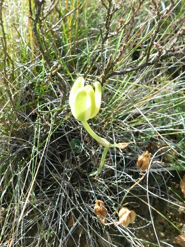 Albuca somersetianum