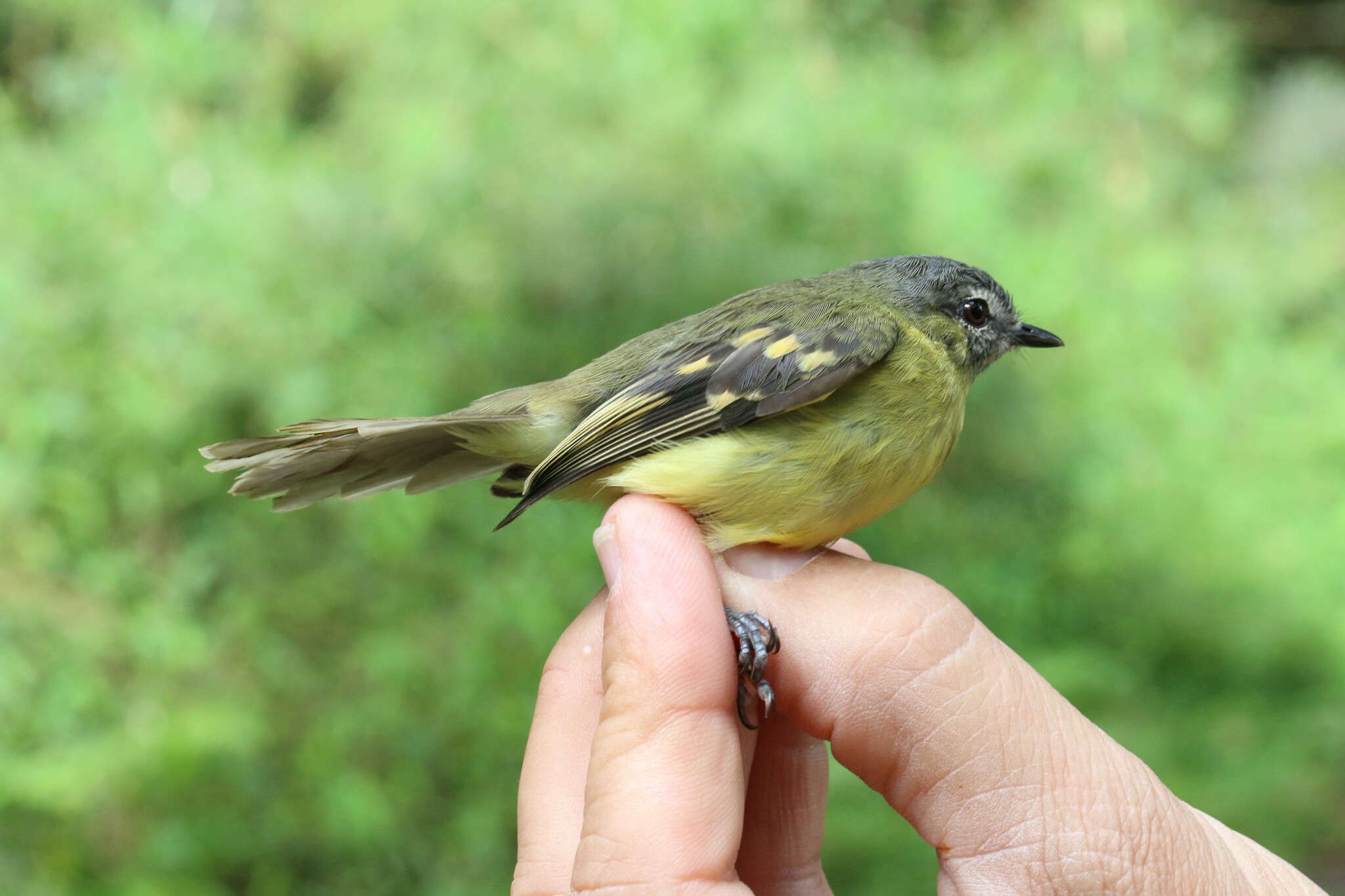 Sulphur-bellied Tyrannulet (Mecocerculus minor), photo 5