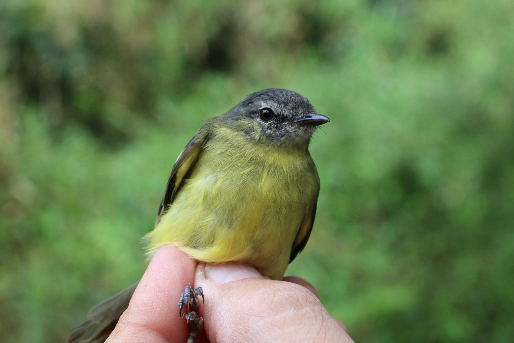 Sulphur-bellied Tyrannulet (Mecocerculus minor), photo 2
