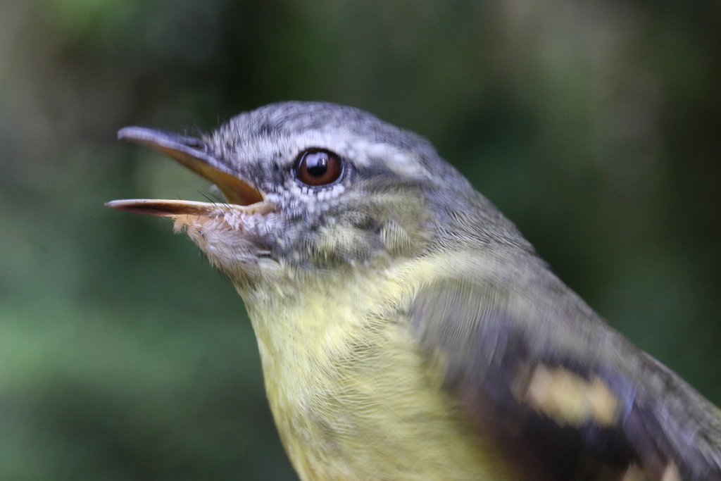 Sulphur-Bellied Tyrannulet