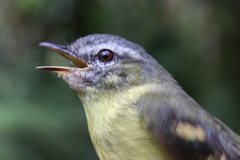 Sulphur-Bellied Tyrannulet photo 1