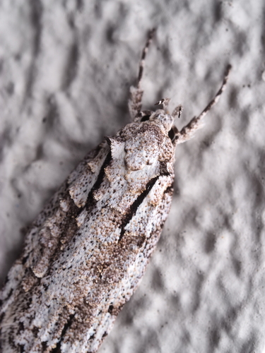 Izatha attactella Walker, 1864