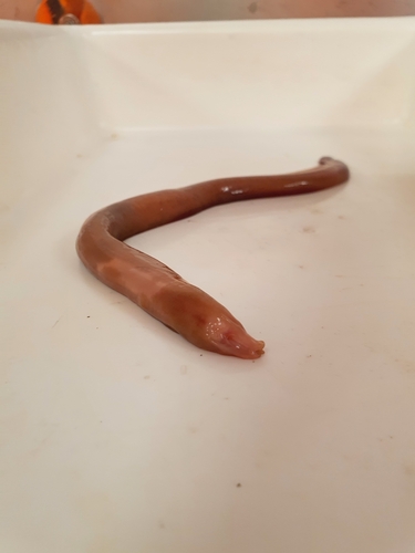 Atlantic hagfish (Myxine glutinosa) — Myxinidae — 2