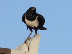 Corvus albus