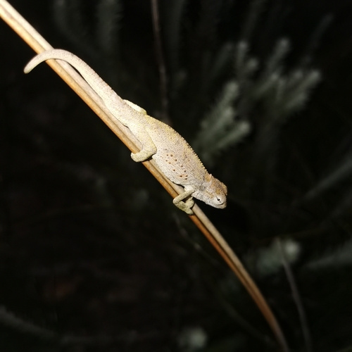 Beardless Dwarf Chameleon, Bradypodion barbatulum