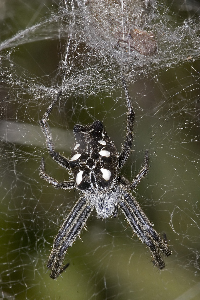 global tentweb weaver